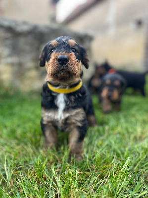 Les chiots de Airedale Terrier