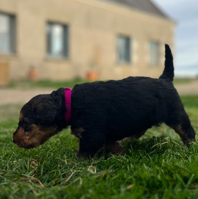 Les chiots de Airedale Terrier