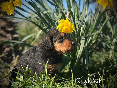 Les chiots de Airedale Terrier