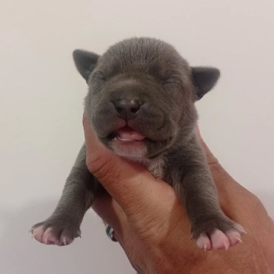 Les chiots de American Staffordshire Terrier