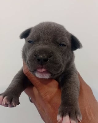 Les chiots de American Staffordshire Terrier