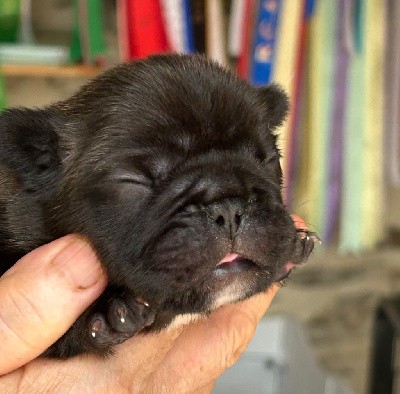 Bouledogue français