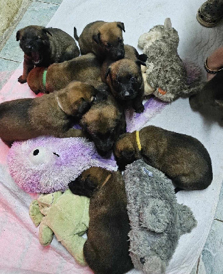Les chiots de Berger Belge