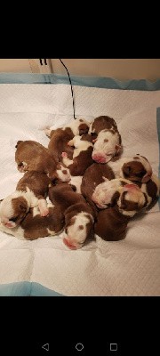 Bulldog Anglais