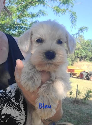 Les chiots de Schnauzer miniature