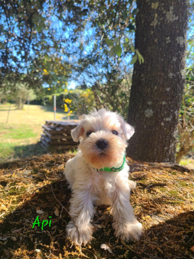 Api - Schnauzer miniature