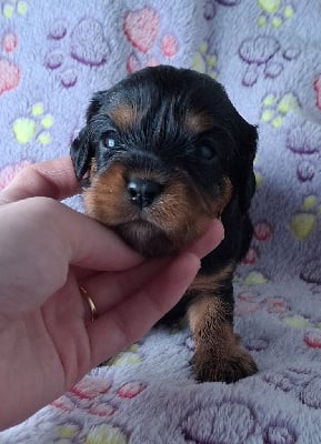 Les chiots de Cavalier King Charles Spaniel