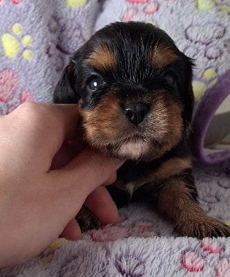 Les chiots de Cavalier King Charles Spaniel