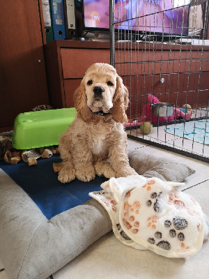 Les chiots de American Cocker Spaniel