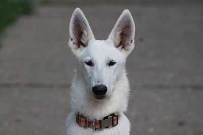 Les chiots de Berger Blanc Suisse