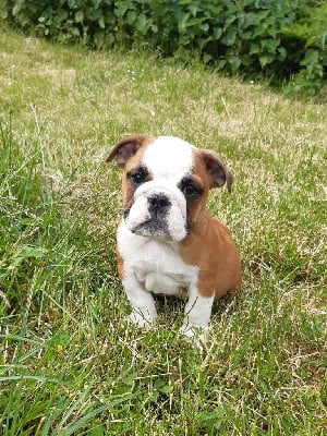 Les chiots de Bulldog Anglais