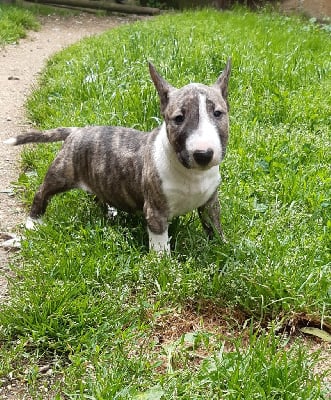 Les chiots de Bull Terrier Miniature