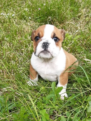 Les chiots de Bulldog Anglais