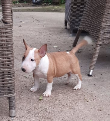 Les chiots de Bull Terrier Miniature