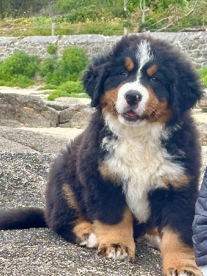 Les chiots de Bouvier Bernois