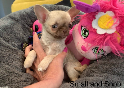 Les chiots de Chihuahua