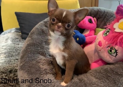Les chiots de Chihuahua
