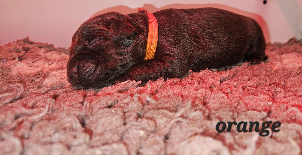 Orange - Labrador Retriever