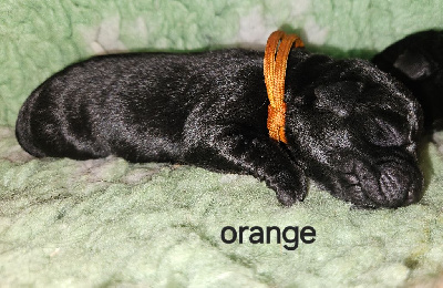 Collier orange - Labrador Retriever