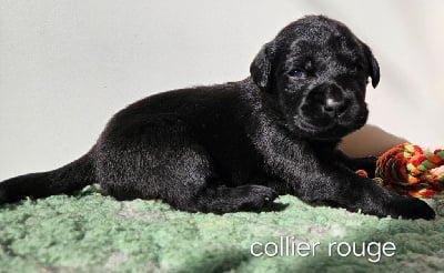 Les chiots de Labrador Retriever