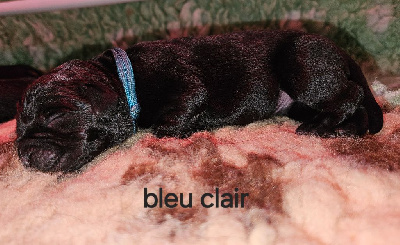 Collier bleu clair - Labrador Retriever