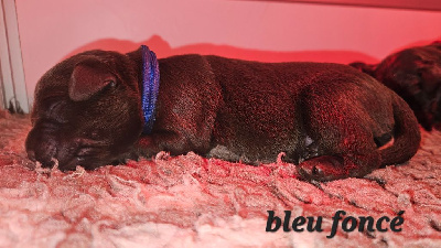 Bleu foncé - Labrador Retriever