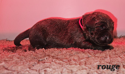 Rouge - Labrador Retriever