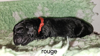 Collier rouge - Labrador Retriever