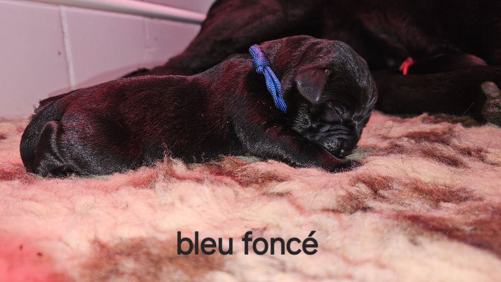 Collier bleu foncé - Labrador Retriever