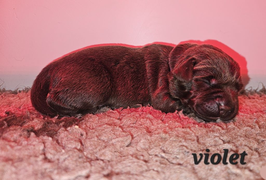 Violet - Labrador Retriever