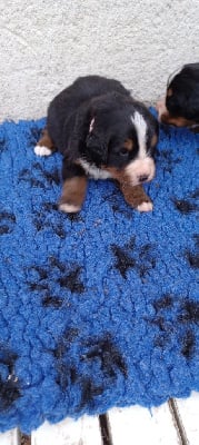 Les chiots de Bouvier Bernois