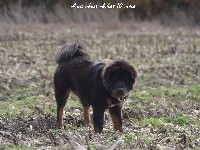 Étalon Dogue du Tibet - Ama aria arhat