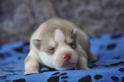 Les chiots de Siberian Husky