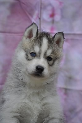 Les chiots de Siberian Husky