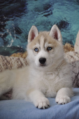 mâle gris yeux bleus - Siberian Husky