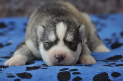 Les chiots de Siberian Husky