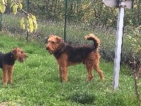Étalon Airedale Terrier - Hugo des terriers de la tour malakoff