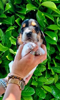 Les chiots de Basset Hound