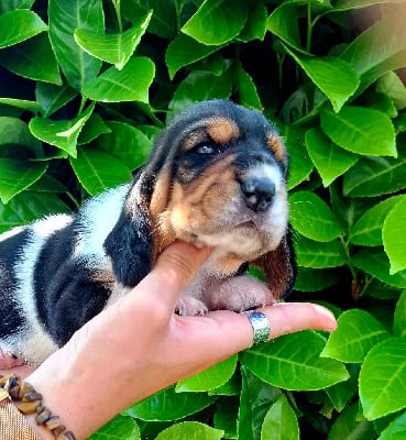 Les chiots de Basset Hound