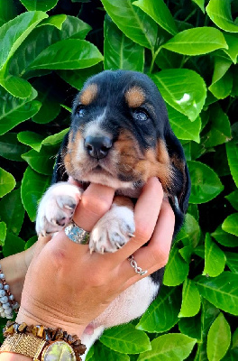 Les chiots de Basset Hound