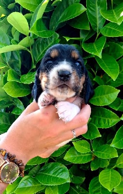 Les chiots de Basset Hound