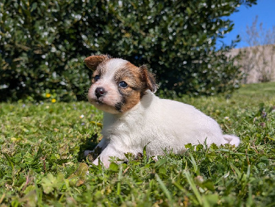 Les chiots de Epagneul nain Continental (Papillon)