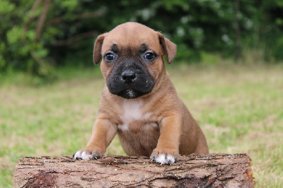 CHIOT collier rouge - Staffordshire Bull Terrier