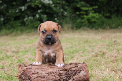 CHIOT sans collier - Staffordshire Bull Terrier