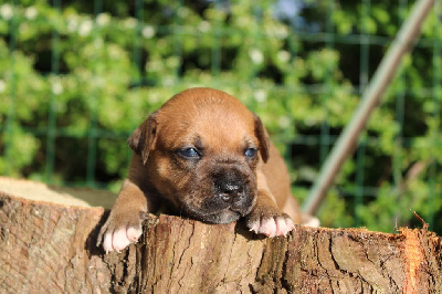 CHIOT sans collier - Staffordshire Bull Terrier