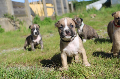 CHIOT COLLIER MARRON - American Staffordshire Terrier