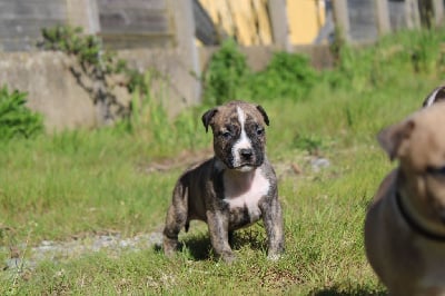 CHIOT COLLIER Blanc - American Staffordshire Terrier