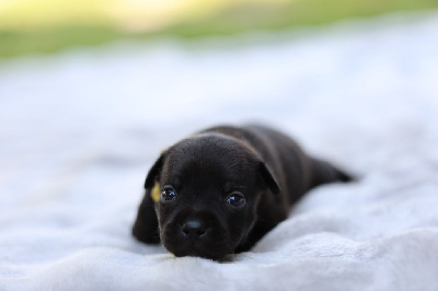 Les chiots de Staffordshire Bull Terrier