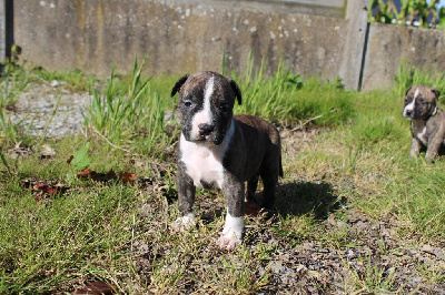 CHIOT MALE VERT - American Staffordshire Terrier