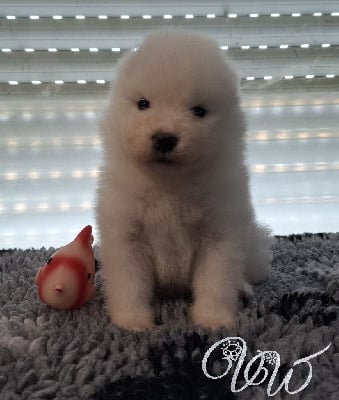 Les chiots de Samoyède